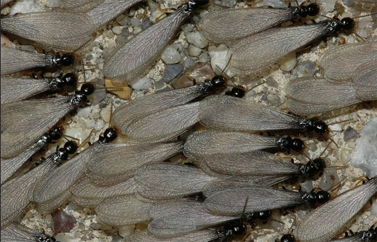 生殖器有一对几乎相等长度的翅膀,它们在静止时平靠在白蚁的背部.