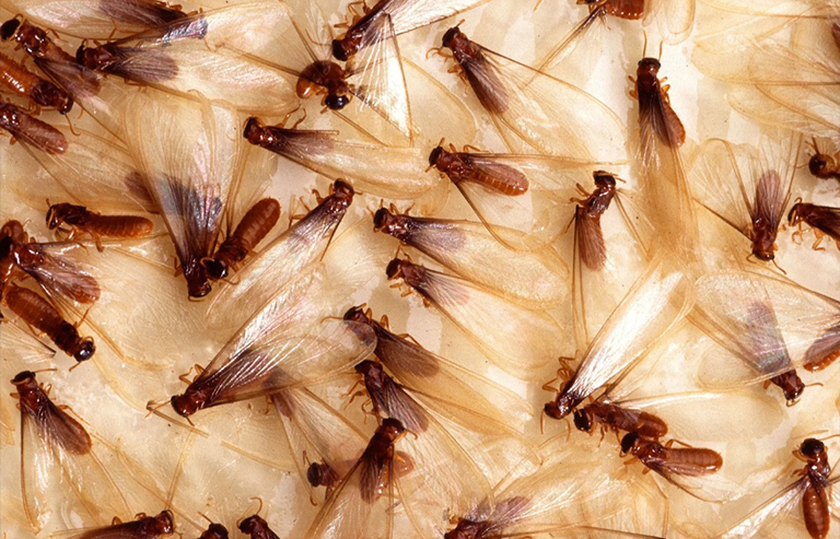 白蚁看起来像什么如何识别这些害虫及其造成的损害二