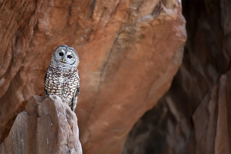 墨西哥发现猫头鹰在一块岩石上