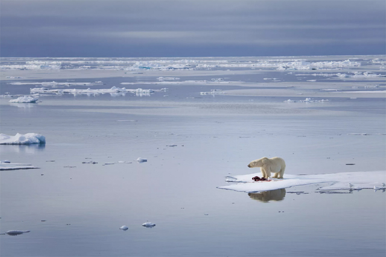 北极熊站在融化的冰上