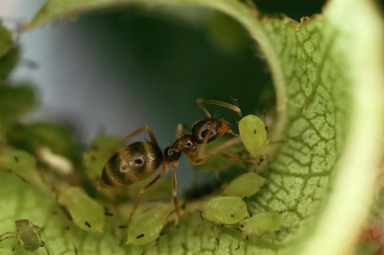 阿根廷蚂蚁养殖蚜虫