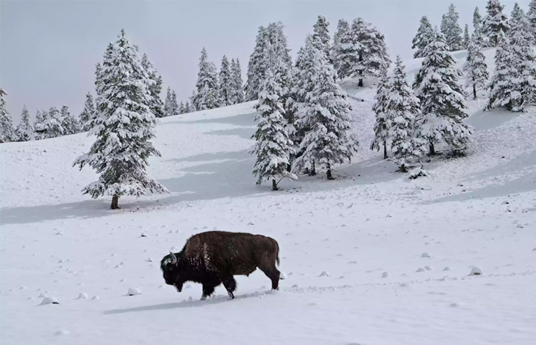 野牛孤独的跋涉在雪中