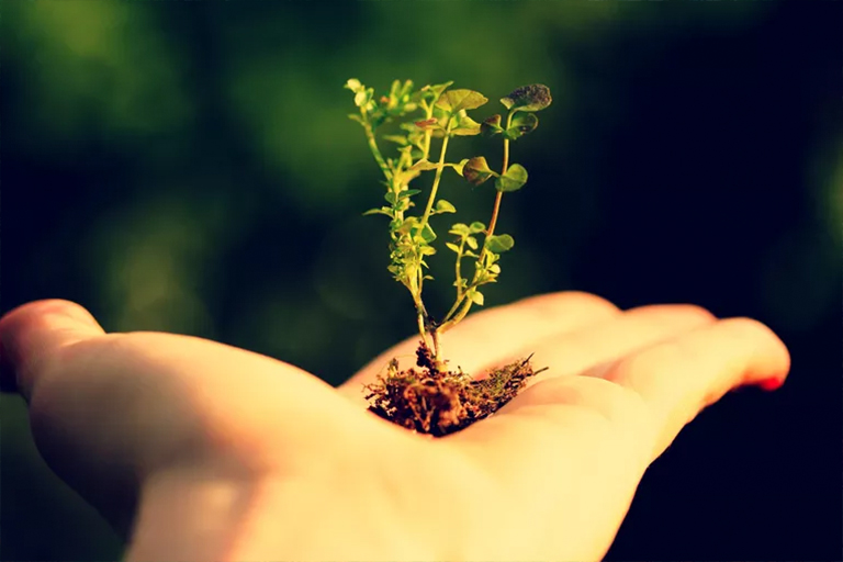 植物